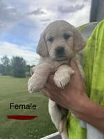 Maroon, a female Golden Retriever for sale in Glenwood City, WI – 1 of 1
