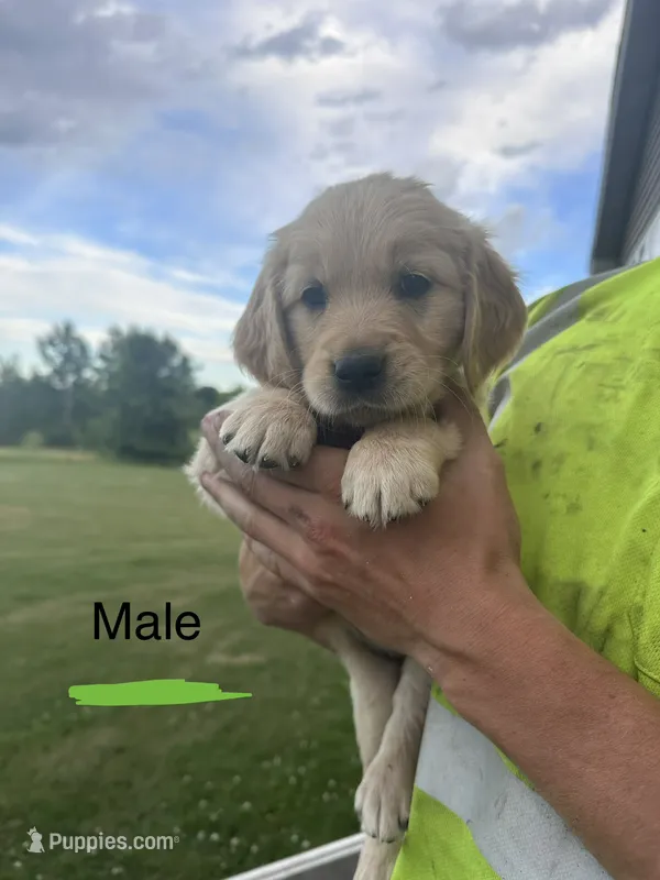 Green – Golden Retriever puppy for sale in Glenwood City, WI
