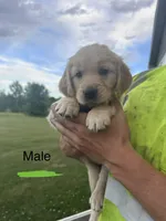 Green, a male Golden Retriever for sale in Glenwood City, WI – 1 of 1