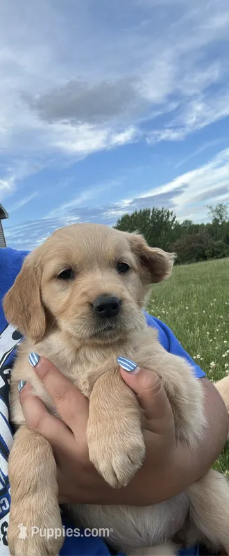 Nemo – Golden Retriever puppy for sale in Glenwood City, WI