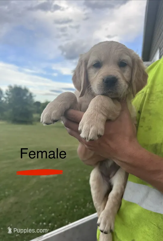 Red – Golden Retriever puppy for sale in Glenwood City, WI