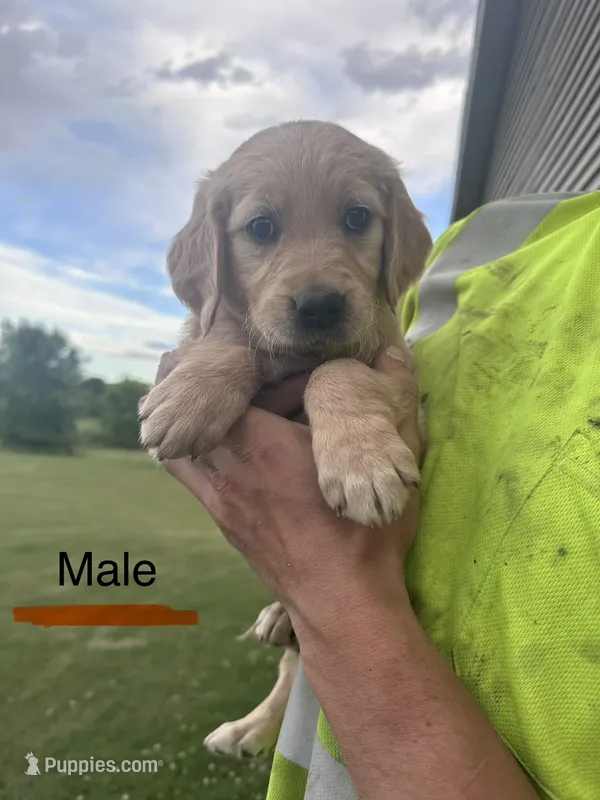 Orange – Golden Retriever puppy for sale in Glenwood City, WI
