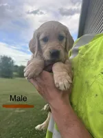 Orange, a male Golden Retriever for sale in Glenwood City, WI – 1 of 1