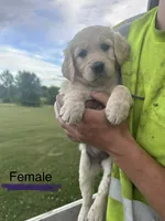 Purple, a female Golden Retriever for sale in Glenwood City, WI – 1 of 1