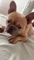 Napoleon , a male French Bulldog for sale in Fayetteville, AR – 2 of 5