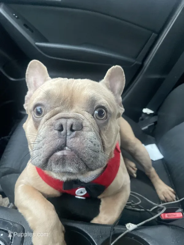 Napoleon  – French Bulldog puppy for sale in Fayetteville, AR