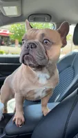 Napoleon , a male French Bulldog for sale in Fayetteville, AR – 5 of 5