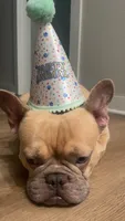 Napoleon , a male French Bulldog for sale in Fayetteville, AR – 3 of 5