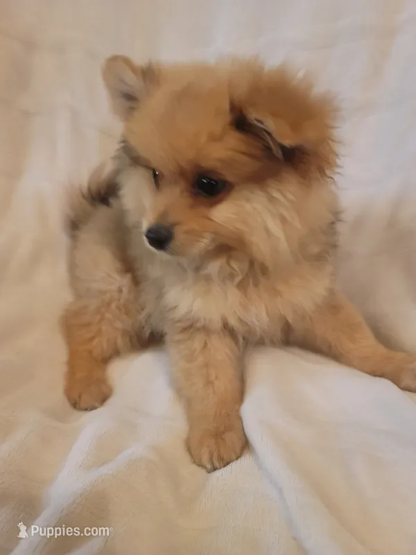 Pomeranian 2 – Pomeranian puppy for sale in Beaver Dam, KY