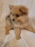 Pomeranian 2, a male Pomeranian for sale in Beaver Dam, KY – 1 of 5