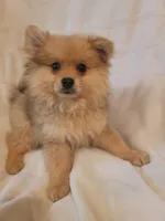 Pomeranian 2, a male Pomeranian for sale in Beaver Dam, KY – 3 of 5