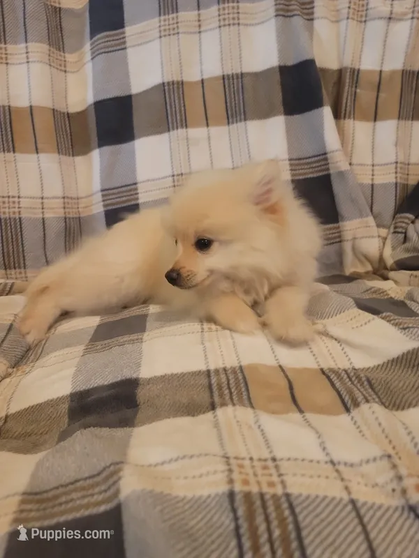 Pomeranian 3 – Pomeranian puppy for sale in Beaver Dam, KY