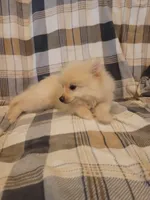 Pomeranian 3, a male Pomeranian for sale in Beaver Dam, KY – 1 of 4