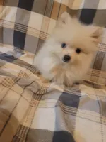 Pomeranian 1, a male Pomeranian for sale in Beaver Dam, KY – 2 of 4