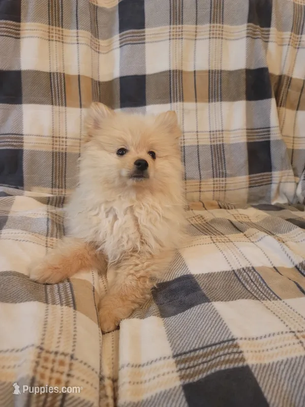 Pomeranian 5 – Pomeranian puppy for sale in Beaver Dam, KY