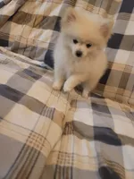 Pomeranian 4, a male Pomeranian for sale in Beaver Dam, KY – 3 of 5