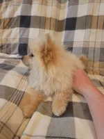 Pomeranian 5, a male Pomeranian for sale in Beaver Dam, KY – 3 of 4