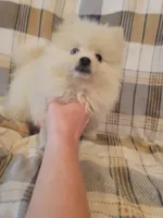 Pomeranian 1, a male Pomeranian for sale in Beaver Dam, KY – 4 of 4