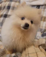 Pomeranian 1, a male Pomeranian for sale in Beaver Dam, KY – 3 of 4