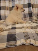 Pomeranian 3, a male Pomeranian for sale in Beaver Dam, KY – 4 of 4