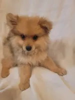 Pomeranian 2, a male Pomeranian for sale in Beaver Dam, KY – 4 of 5