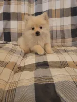 Pomeranian 3, a male Pomeranian for sale in Beaver Dam, KY – 2 of 4