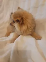 Pomeranian 2, a male Pomeranian for sale in Beaver Dam, KY – 5 of 5