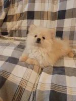 Pomeranian 5, a male Pomeranian for sale in Beaver Dam, KY – 4 of 4