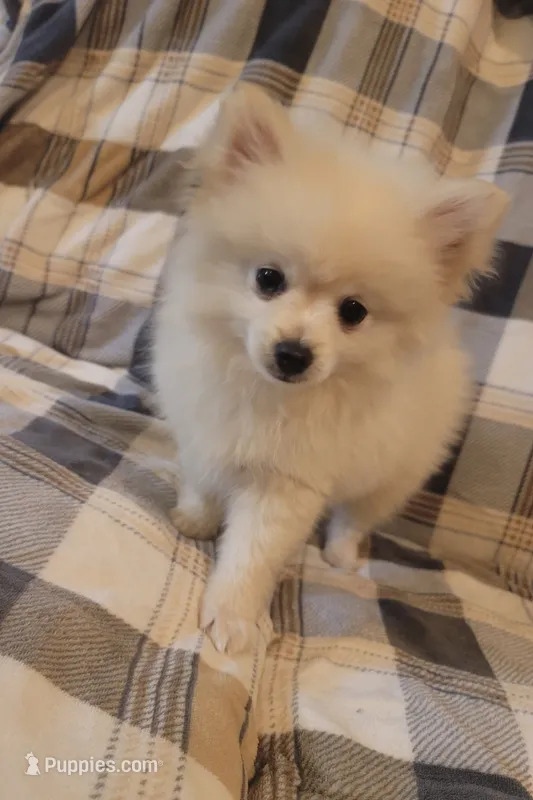 Pomeranian 4 – Pomeranian puppy for sale in Beaver Dam, KY