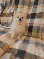 Pomeranian 4, a male Pomeranian for sale in Beaver Dam, KY – 2 of 5