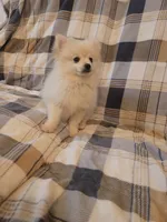 Pomeranian 4, a male Pomeranian for sale in Beaver Dam, KY – 5 of 5