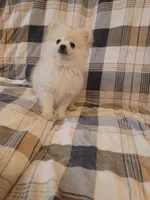 Pomeranian 4, a male Pomeranian for sale in Beaver Dam, KY – 4 of 5