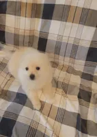 Pomeranian 3, a male Pomeranian for sale in Beaver Dam, KY – 3 of 4
