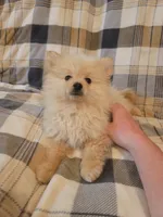 Pomeranian 5, a male Pomeranian for sale in Beaver Dam, KY – 2 of 4