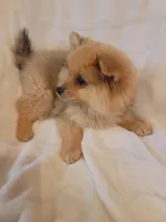 Pomeranian 2, a male Pomeranian for sale in Beaver Dam, KY – 2 of 5