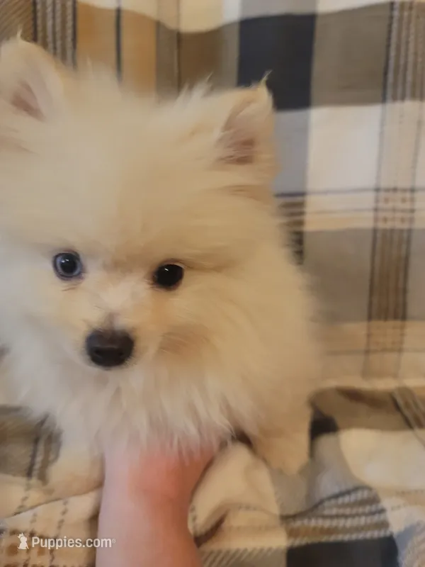 Pomeranian 1 – Pomeranian puppy for sale in Beaver Dam, KY