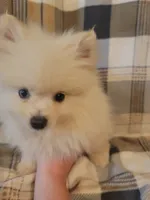 Pomeranian 1, a male Pomeranian for sale in Beaver Dam, KY – 1 of 4