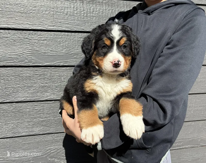 Gracie, a female Bernese Mountain Dog for sale in Superior, WI – Photo 1 of 1