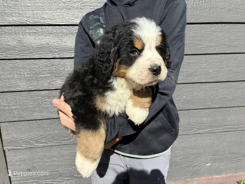 Purple – Bernese Mountain Dog puppy for sale in Superior, WI