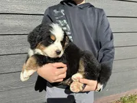 Purple, a male Bernese Mountain Dog for sale in Superior, WI – Photo 2 of 4
