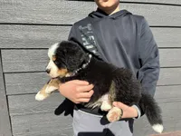 Purple, a male Bernese Mountain Dog for sale in Superior, WI – Photo 3 of 4