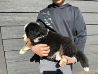 Purple, a male Bernese Mountain Dog for sale in Superior, WI – Photo 4 of 4