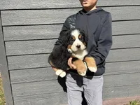 Yellow, a male Bernese Mountain Dog for sale in Superior, WI – Photo 2 of 2