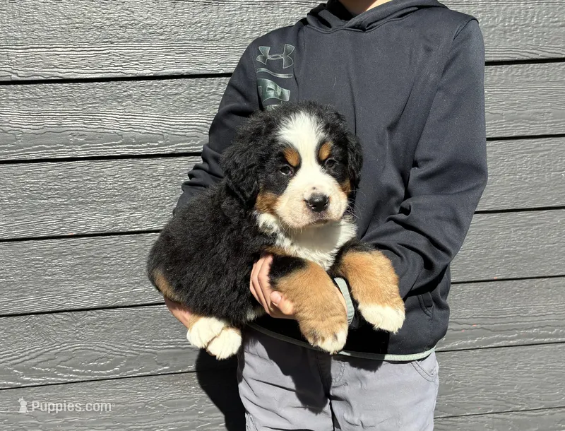 Yellow – Bernese Mountain Dog puppy for sale in Superior, WI