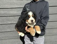 Yellow, a male Bernese Mountain Dog for sale in Superior, WI – Photo 1 of 2