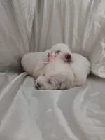 LGD, a male Great Pyrenees for sale in Bee Spring, KY – Photo 2 of 3