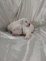 LGD, a male Great Pyrenees for sale in Bee Spring, KY – Photo 1 of 3