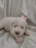 LGD, a male Great Pyrenees for sale in Bee Spring, KY – Photo 3 of 3