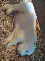 LGD, a male Great Pyrenees for sale in Bee Spring, KY – Photo 2 of 4