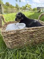 Oreo, a male Miniature Dachshund for sale in Cape Coral, FL – 3 of 3
